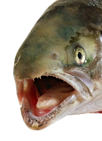 Head of salmon. — Stock Photo, Image