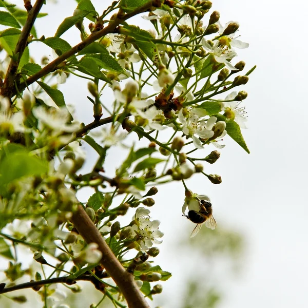 Včela na sherry. — Stock fotografie