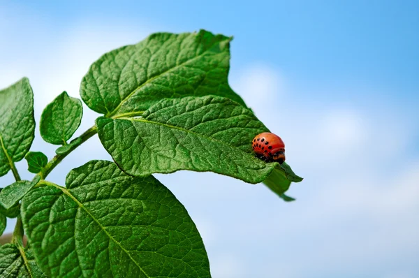 Escarabajo de Colorado . — Foto de Stock