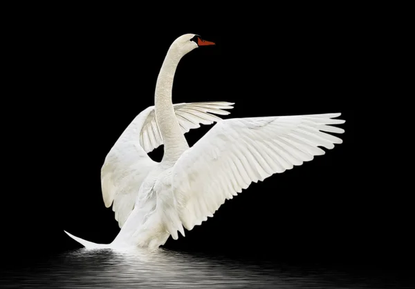 Cigno sull'acqua. — Foto Stock