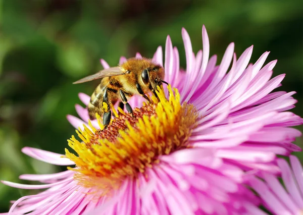 Biene auf der Blume. — Stockfoto