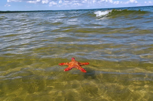 Starfish na água . — Fotografia de Stock
