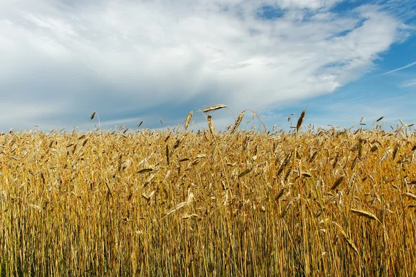 Gecultiveerd land. — Stockfoto