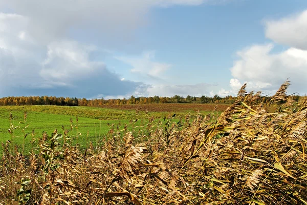 Grüne Wiese. — Stockfoto