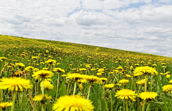 Meadow with dandelions. — Stock Photo, Image