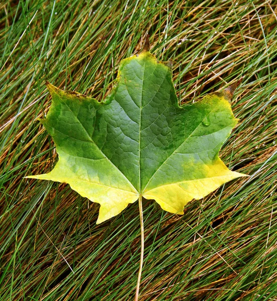 Hoja de caída. — Foto de Stock