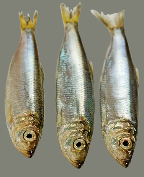 Three Baltic herrings. — Stock Photo, Image