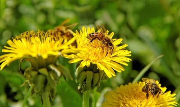 Trois abeilles sur les fleurs . — Photo