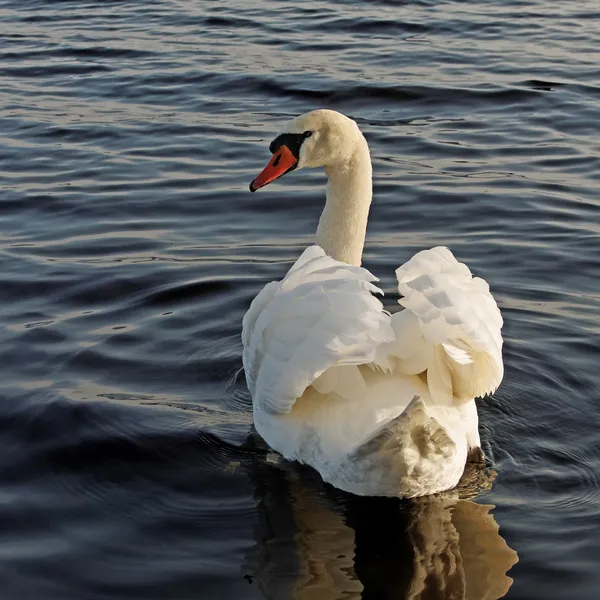 Simning swan. — Stockfoto