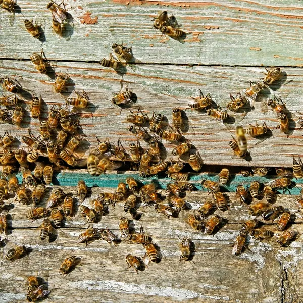 Pszczoły przy wejściu. — Zdjęcie stockowe