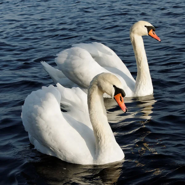 Dois cisnes . — Fotografia de Stock