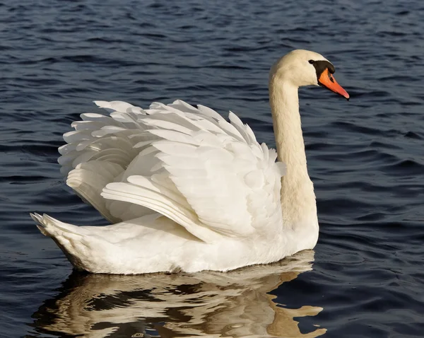 Zwaan op het water. — Stockfoto