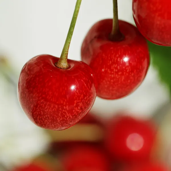 Berries of cherry. — Stock Photo, Image