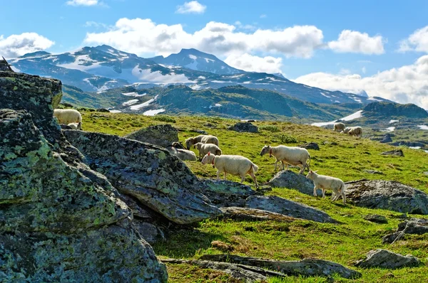 Les moutons dans les montagnes . — Photo
