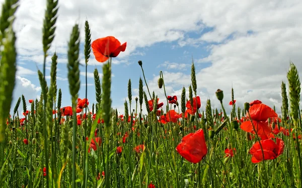 Poppies alanında. — Stok fotoğraf