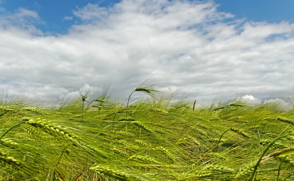 Barley field. — Stock Photo, Image