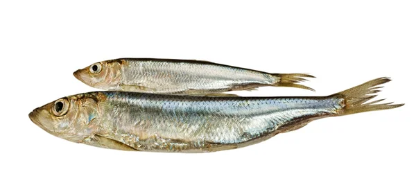 Two Baltic herrings. — Stock Photo, Image