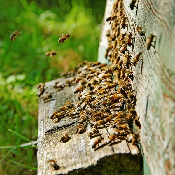 Bees at the entrance. — Stock Photo, Image