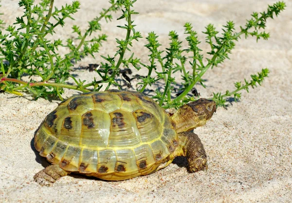Kumdaki kaplumbağa.. — Stok fotoğraf
