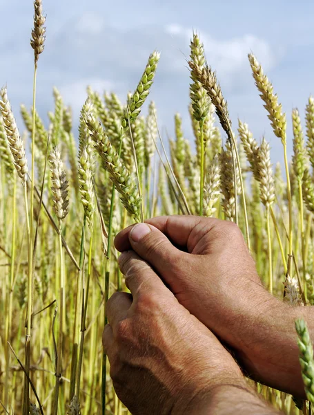 Farmer on the field. — Stock Photo, Image