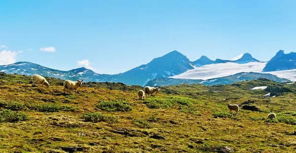 Flock av får. — Stockfoto