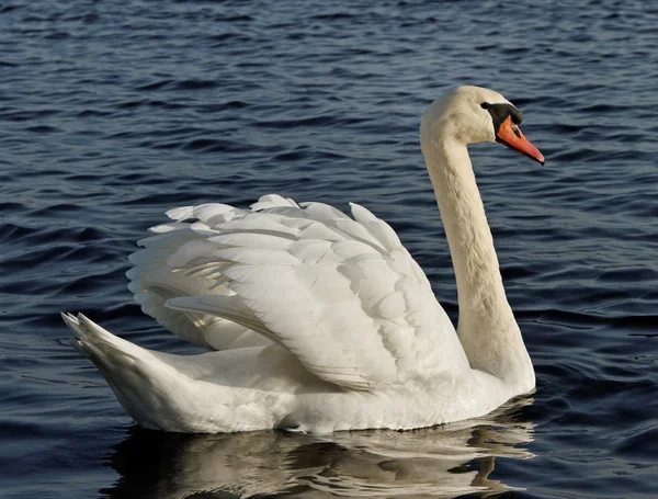 Simning swan. — Stockfoto