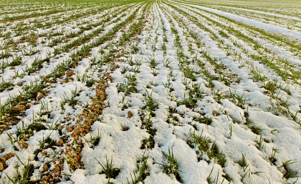 Sneeuw op het veld. — Stockfoto