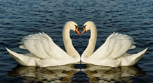 Two swans. — Stock Photo, Image