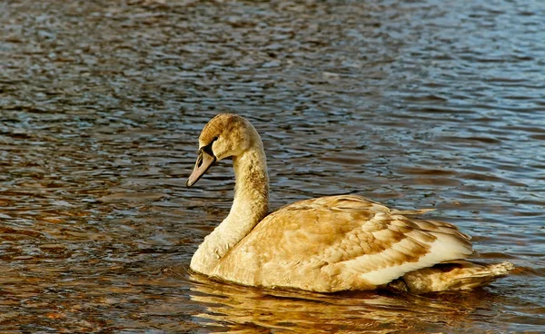 Cisne jovem na água . — Fotografia de Stock