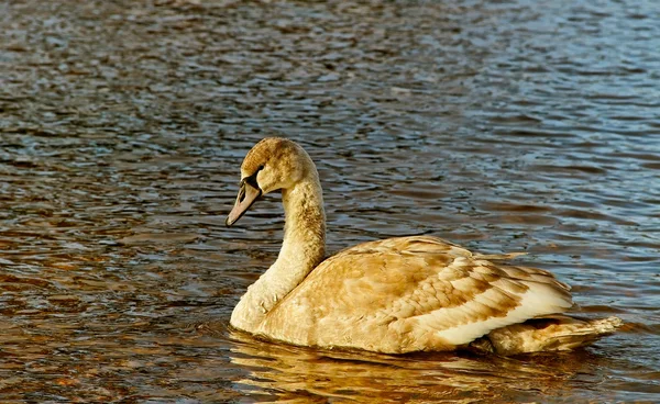 Junger Schwan auf dem Wasser. — Stockfoto