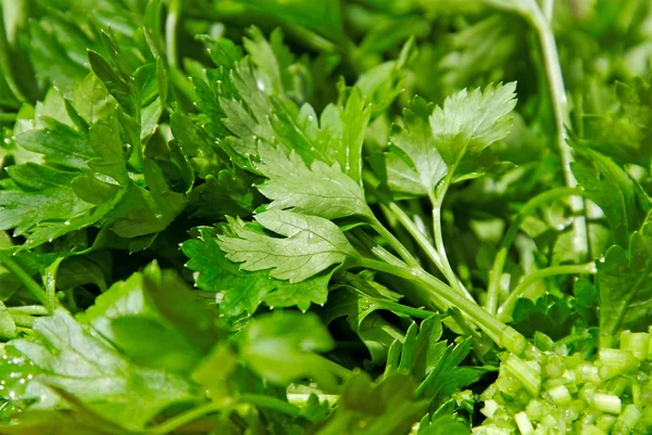Group of parsley. — Stock Photo, Image