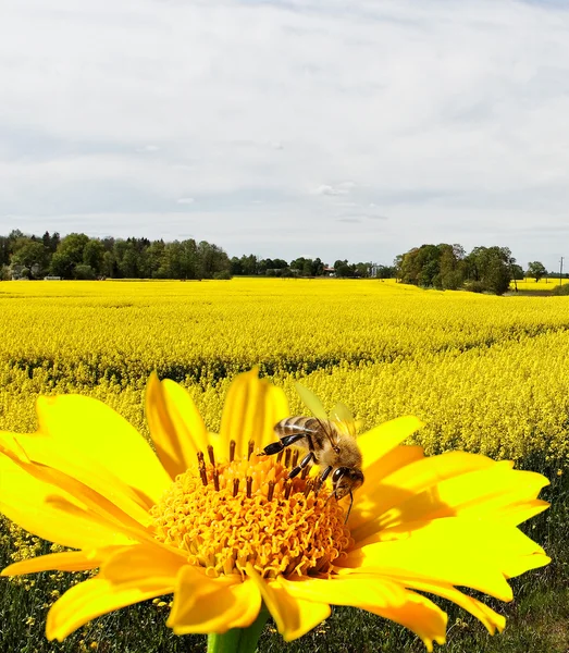 Bee and nature. — Stock Photo, Image