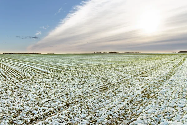 Campo sob neve . — Fotografia de Stock