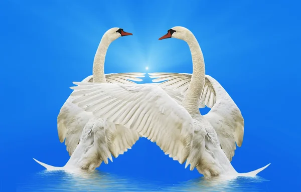 Two swans. — Stock Photo, Image