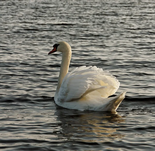 Labuť na vodě. — Stock fotografie