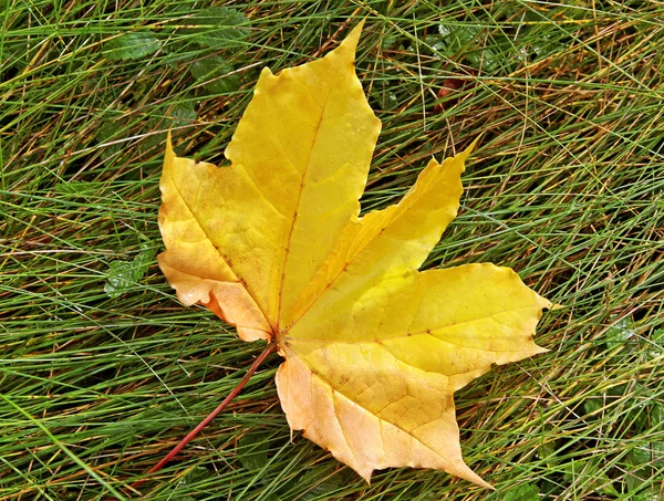 Yellow leaf on the grass. — Stock Photo, Image