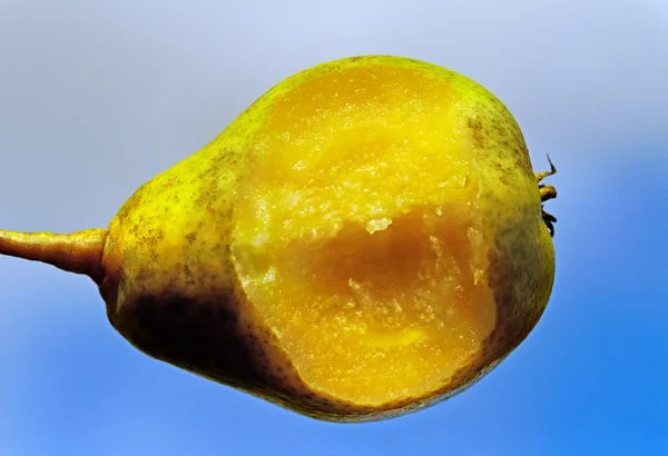 Bit pear. — Stock Photo, Image