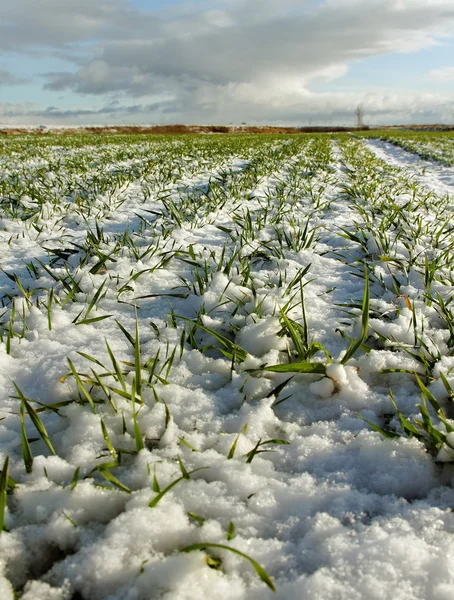 Land landskap. — Stockfoto