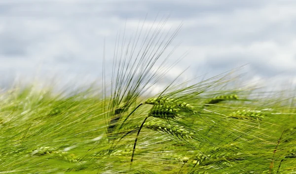 Terras cultivadas . — Fotografia de Stock