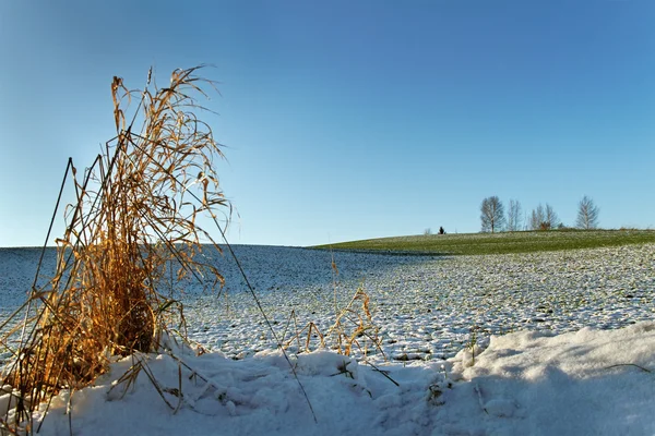 Snow on the land. — Stock Photo, Image