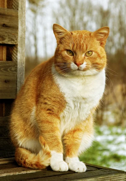 Chat sur le banc . — Photo