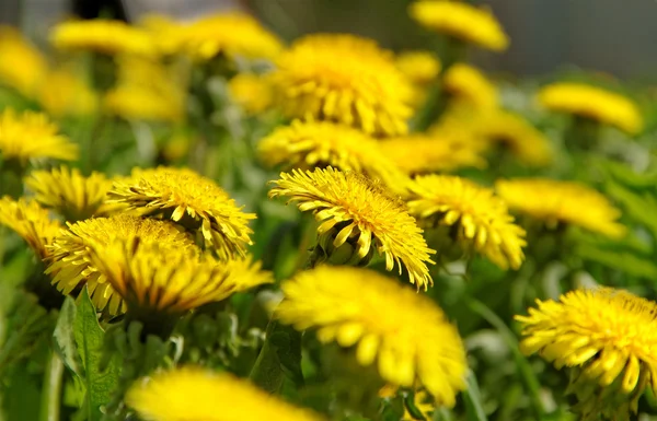 Dandelions field. — Stock Photo, Image