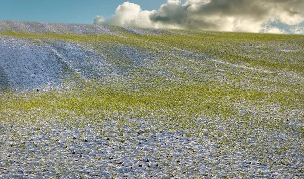 Campo de trigo. — Fotografia de Stock