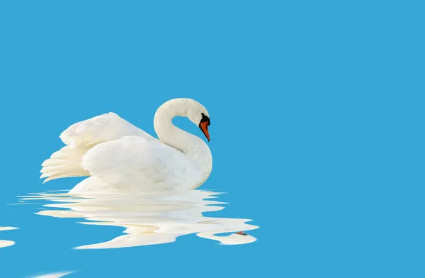 White swan. — Stock Photo, Image