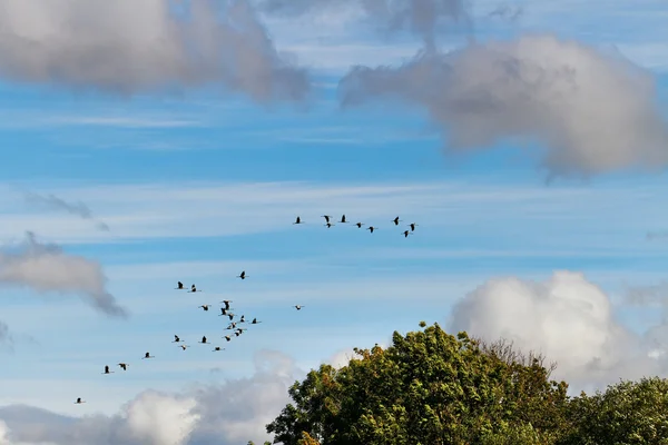 Flock of swans. — Stock Photo, Image