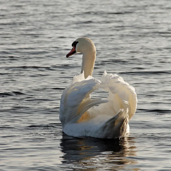 Simning swan. — Stockfoto