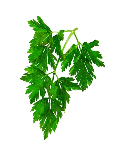 Twig of parsley. — Stock Photo, Image