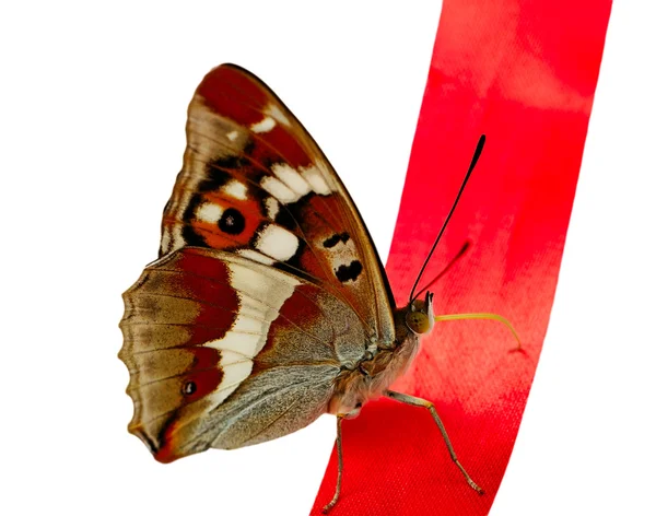 Butterfly on red line. — Stock Photo, Image