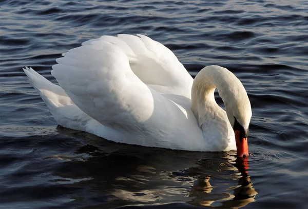 Svan på vattnet. — Stockfoto