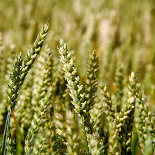 Tierras cultivadas . — Foto de Stock